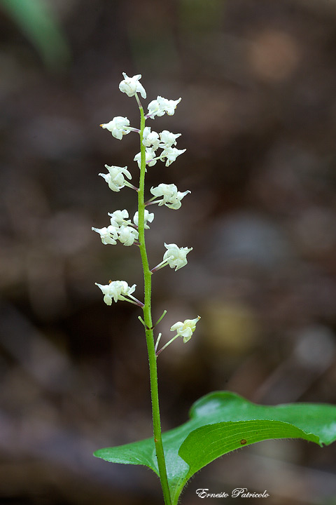 Maianthemum bifolium / Gramigna di Parnasso